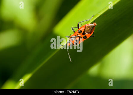 Zimt Bug auf Blatt Stockfoto