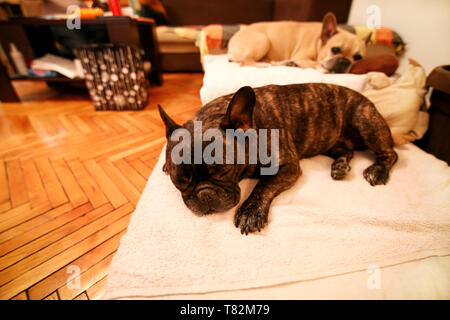 Hunde Rest zu Hause. Schöne französische Bulldogge liegen, Genießen, Entspannen und Schlafen auf dem Bett Decke im Wohnzimmer des Hauses. Cute doggy, schön. Stockfoto