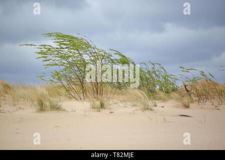 Sand dune der Ostseeküste, seltenen ariden Pflanzen Welle auf Wind, Wolken im Himmel. Stockfoto