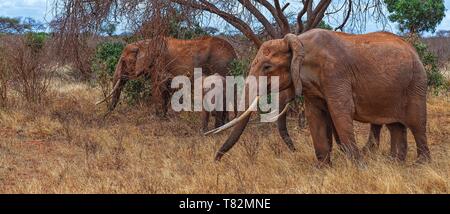 Berühmten roten Elefanten in der Nähe des Kilimanjaro Mountain im Tsavo - Kenia Ostafrika Stockfoto