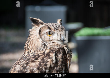 Uhu an Turbary Holz Eule & Bird Sanctuary Stockfoto