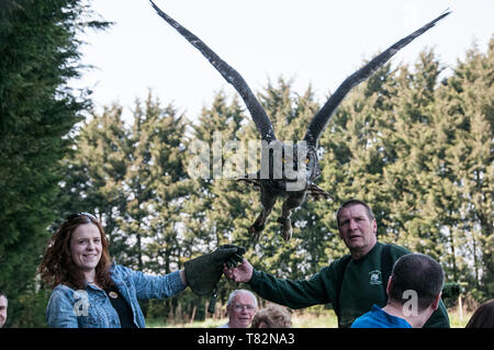 Uhu an Turbary Holz Eule & Bird Sanctuary Stockfoto