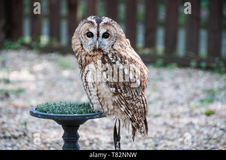 Tawney Eule in Eule Turbary Woods und Vogelschutzgebiet Stockfoto