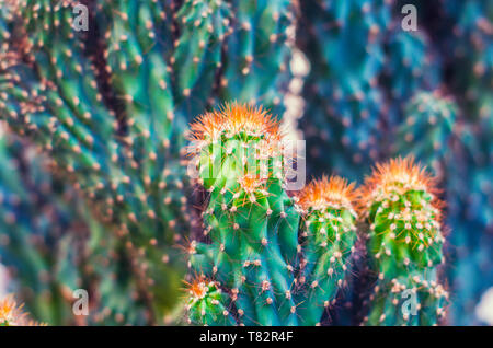 Cactus Cereus Peruanischen. Saftige Blumen Foto. Heilende exotische stacheligen Pflanzen. Stockfoto