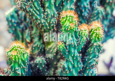 Cactus Cereus Peruanischen. Saftige Blumen Foto. Heilende exotische stacheligen Pflanzen. Stockfoto