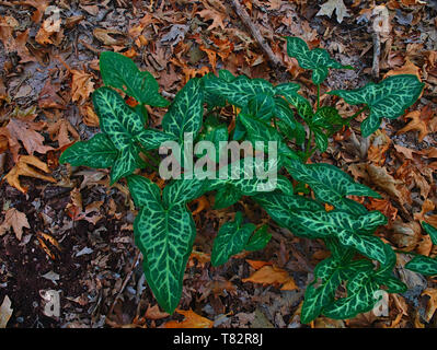 Schöne grüne Pflanze Blätter Schuß von oben, im Herbst treibt Land abgedeckt. Lebendige bunte Bild. Stockfoto