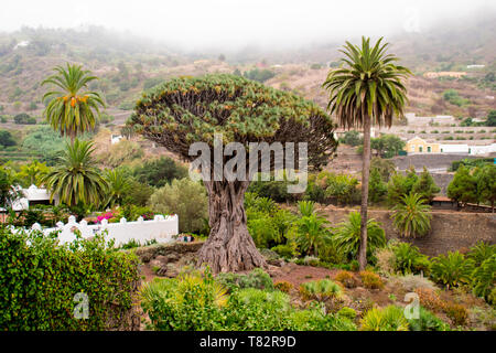 Der Kanarische Drachenbaum von Icod de los Vinos, Teneriffa, Kanarische Inseln Stockfoto