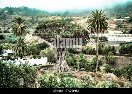 Der Kanarische Drachenbaum von Icod de los Vinos, Teneriffa, Kanarische Inseln Stockfoto