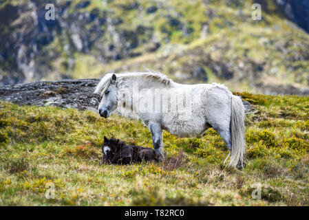 Ein Pony mit ihren Fohlen grasen in den Bergen von Snowdonia in Wales. Stockfoto