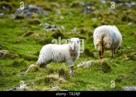 Ein kleines Lamm mit Mutter Beweidung auf das Gras in England Stockfoto