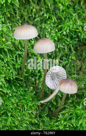 Bitter, mycena Mycena bignonioides, wachsende am Stamm der Eiche in Finnland Stockfoto