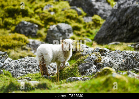 Ein kleines Lamm weiden auf das Gras in England. Stockfoto