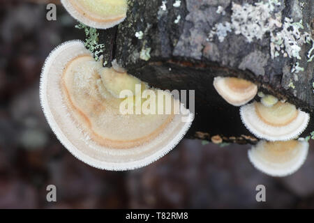 Haarige Halterung Pilz Trametes hirsuta Stockfoto