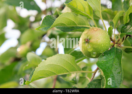 Früchte der unreifen Apfel auf dem Zweig der Baum mit Blättern von pilzerkrankung betroffen. Geringe Tiefenschärfe. Obst im Garten. Stockfoto