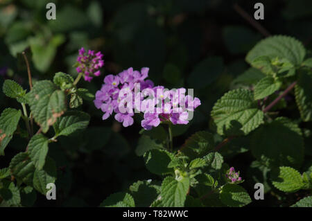 Lila Blume Der lantana Kamera Werk, weil es durch die Sonne auf einem dunklen Hintergrund beleuchtet ist Stockfoto