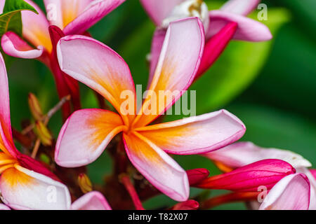 Frangipani (Plumeria rubra), bunt blühenden Ansicht schließen Stockfoto