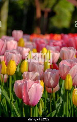 Tulpen in gelb und rosa Farben auf Anzeige an Keukenhof Lisse, Südholland. Im HDR high definition fotografiert. Stockfoto