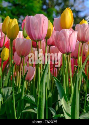 Tulpen in gelb und rosa Farben auf Anzeige an Keukenhof Lisse, Südholland. Im HDR high definition fotografiert. Stockfoto