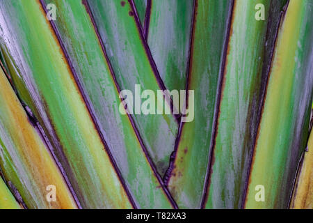 Baum des Reisenden (Ravenala madagascariensis) Textur, Ansicht schließen Stockfoto