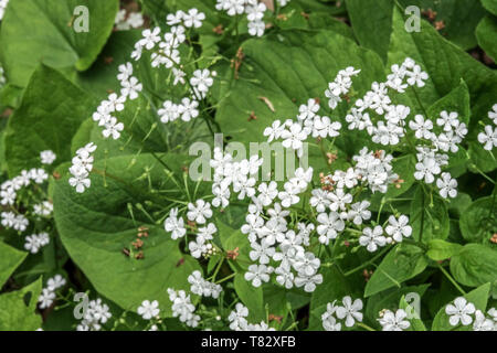Brunnera Betty Bowring Brunnera Macrophylla Betty Bowring, Brunnera White Flowers Garden Perennial Plant Blooming, blüht viele Blumen winzig weiß Stockfoto