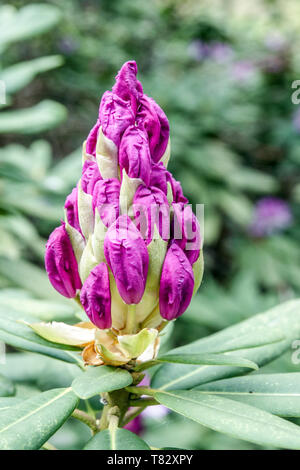 Rhododendron Knospe purpurrote Knospen, Blumen bokeh Stockfoto