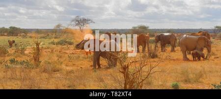 Elefanten entspannen in der Nähe von dem Schwimmbad in Tsavo National Game Reserve Kenia in Ostafrika Stockfoto