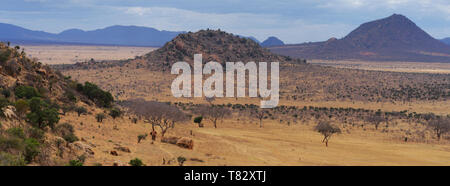 Elefanten gehen auf die Savanne in der Nähe der Voi in Tsavo National Game Reserve Kenia in Ostafrika Stockfoto