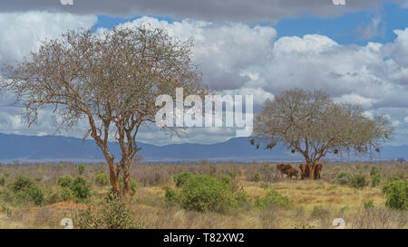 Elefanten im Tsavo National Game Reserve Kenia in Ostafrika eine Pause unter einem Weber Vogel Baum. Stockfoto