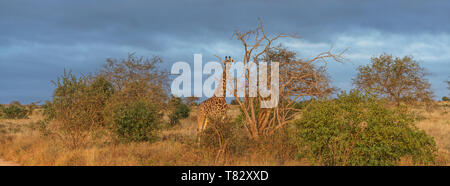 Wild Rothschild Giraffen in Tsavo National Game Reserve Kenia in Ostafrika Stockfoto