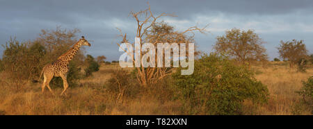 Wild Rothschild Giraffen in Tsavo National Game Reserve Kenia in Ostafrika Stockfoto