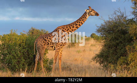 Wild Rothschild Giraffen in Tsavo National Game Reserve Kenia in Ostafrika Stockfoto