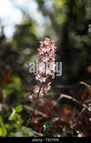 Orchis purpurea, die Dame Orchidee. Blume Spitze in der waldreichen Umgebung. Stockfoto