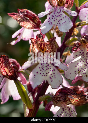 Orchis purpurea, die Dame Orchidee. Closeup Detail der Blume. Makro. Stockfoto