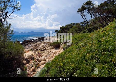 Frankreich, Alpes Maritimes, Lerins Inseln, Saint Honorat Insel Küste und das Massif des Maures im Hintergrund Stockfoto