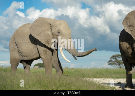 Afrikanischer Elefant (Loxodonta africana) Stier riechen für weibliche mit trunk, Amboseli National Park, Kenia. Stockfoto