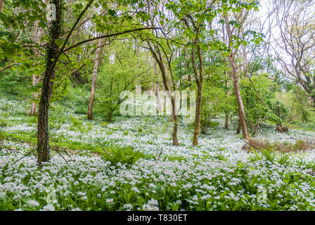 Wilder Knoblauch Woods bei Leigh in Dorset. Stockfoto