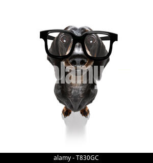 Dumb crazy Wurst dackel Hund mit nerd Brille als Büro business Arbeiter mit Bleistift im Mund, vollen Körper, auf weißem Hintergrund Stockfoto