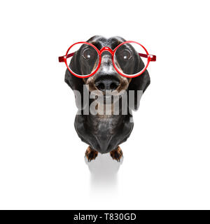 Dumb crazy Wurst dackel Hund mit nerd Brille als Büro business Arbeiter mit Bleistift im Mund, vollen Körper, auf weißem Hintergrund Stockfoto
