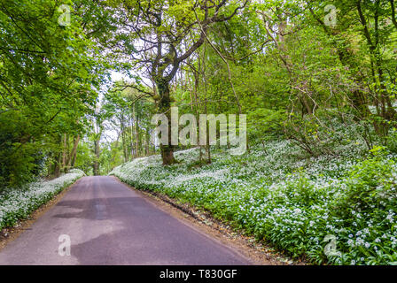 Wilder Knoblauch Woods bei Leigh in Dorset. Stockfoto