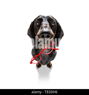 Dumb crazy Wurst dackel Hund mit nerd Brille als Büro business Arbeiter mit Bleistift im Mund, vollen Körper, auf weißem Hintergrund Stockfoto
