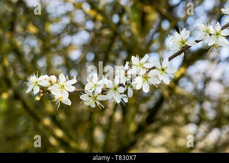 Cluster der weißen Weißdorn Blüten wachsen im Frühjahr Sonnenlicht. Stockfoto