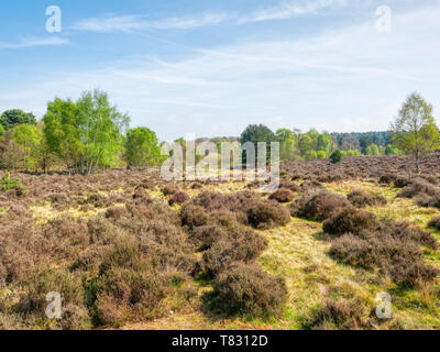 Auf Budby Moor auf Heidekraut und Adlerfarn zur Kante des Sherwood Forest. Stockfoto