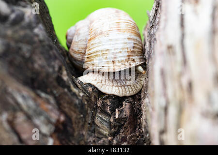 Große Schnecke in der Schale im Garten auf Baumstamm. Stockfoto