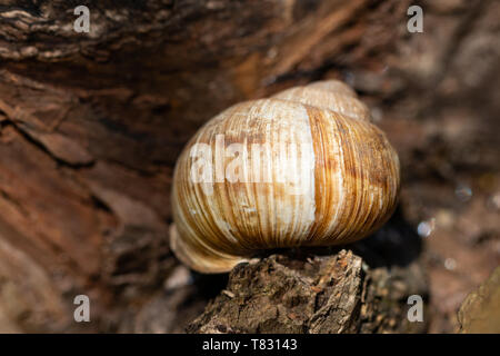 Große Schnecke in der Schale im Garten auf Baumstamm. Stockfoto