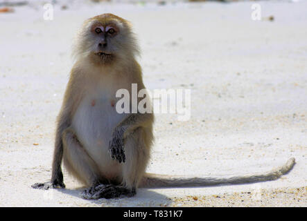 Isolierte monkey (Krabben essen Long-tail Makaken, Macaca fascicularis) aufrechtes Sitzen in menschlichen wie Position auf einsamen Strand in der Nähe von Ko Lipe, Andaman Meer Stockfoto