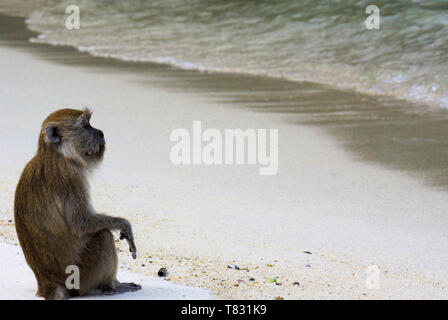 Isolierte entspannt Affen (Krabben essen Long-tail Makaken, Macaca fascicularis) ermöglicht es, die Seele baumeln lassen, während Sie auf dem Ozean auf Ko Lipe, Andaman Stockfoto