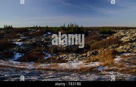 Riesige alte Lavafelder mit Isländisch Moos in einer offenen bewachsen - Luft Smaragd Farbe. Island, Moos und Moschus Landschaft in einem typischen Bewölkter Tag Stockfoto