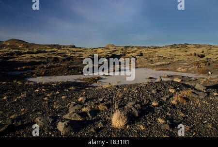 Riesige alte Lavafelder mit Isländisch Moos in einer offenen bewachsen - Luft Smaragd Farbe. Island, Moos und Moschus Landschaft in einem typischen Bewölkter Tag Stockfoto