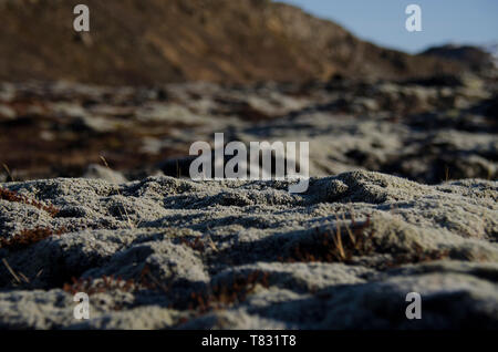 Riesige alte Lavafelder mit Isländisch Moos in einer offenen bewachsen - Luft Smaragd Farbe. Island, Moos und Moschus Landschaft in einem typischen Bewölkter Tag Stockfoto