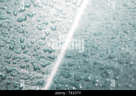 Wassertropfen auf pastellfarbene Blatt Makro Hintergrund Stockfoto